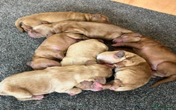 Cockapoo dogs for sale: 7 beautiful cockapoos  - Image 6