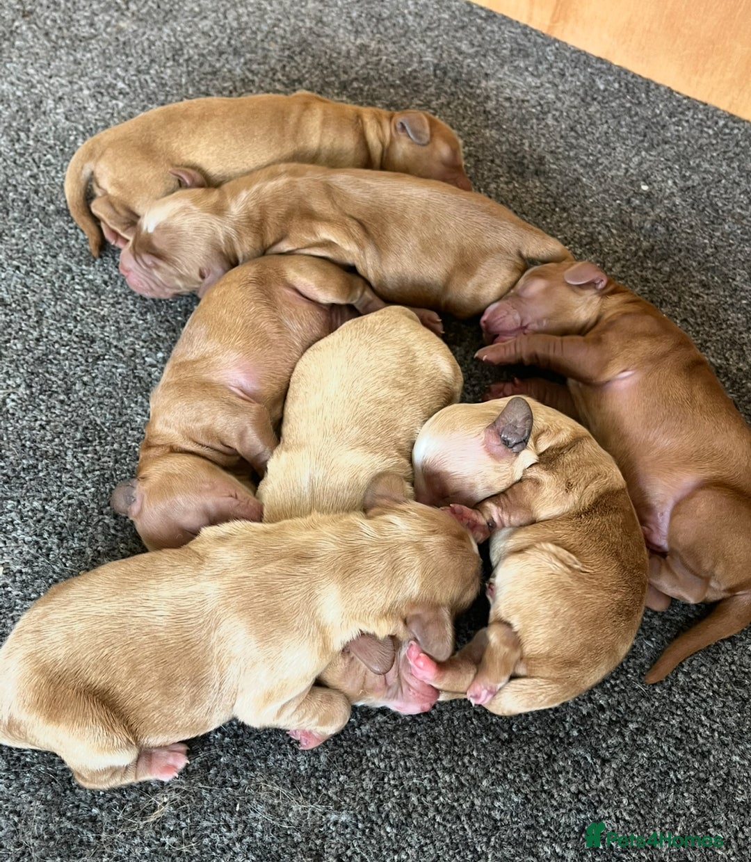 Cockapoo dogs for sale: 7 beautiful cockapoos  - Image 6