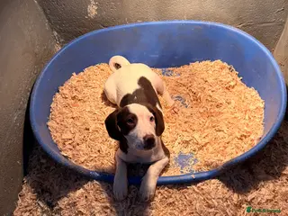 Beagle dogs Beagle - Advert 6