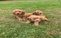 Cockapoo dogs for sale: ⭐️⭐️⭐️⭐️⭐️ F1 apricot Toy Cockapoo Puppies  - Image 6