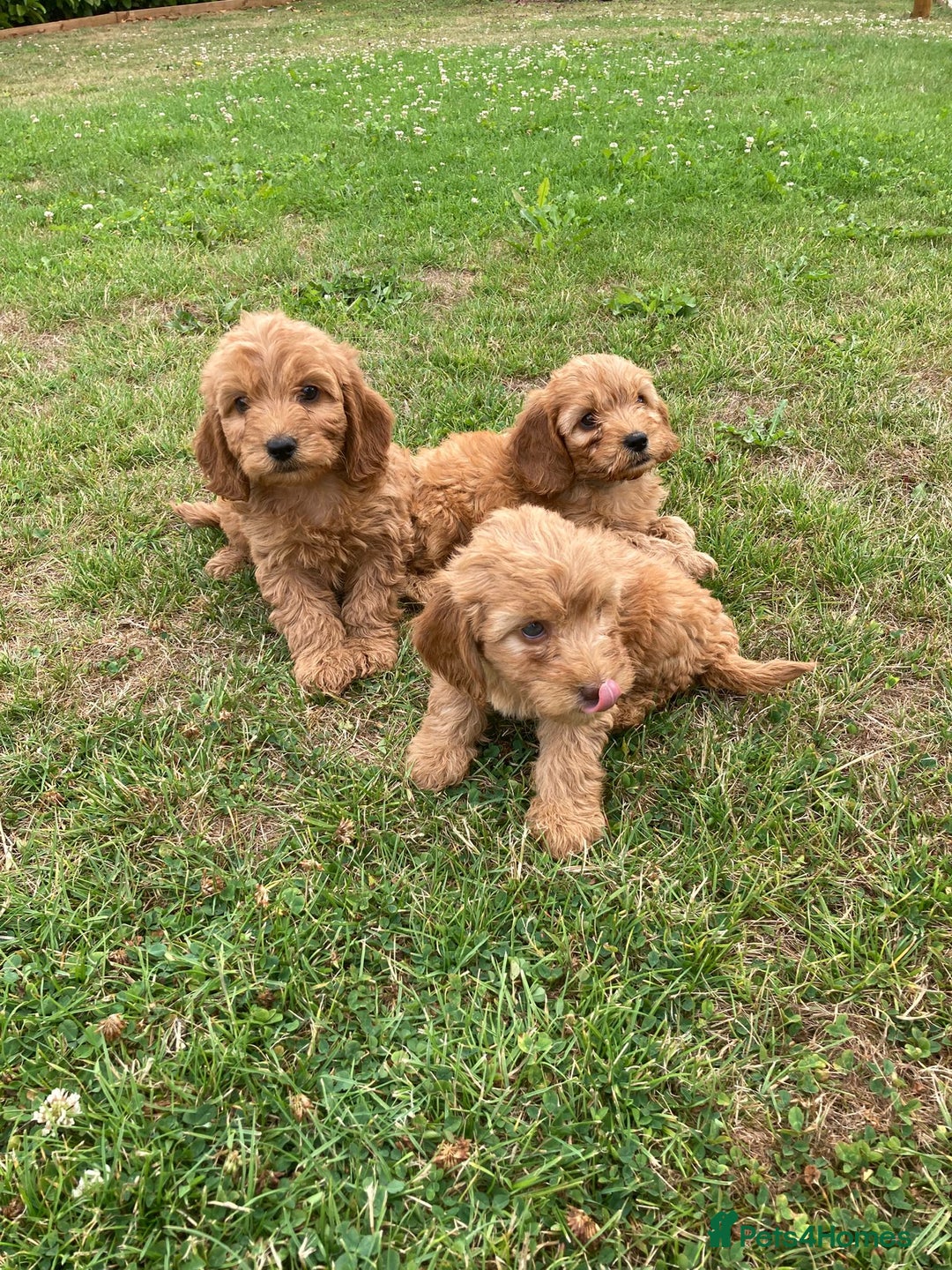Cockapoo dogs for sale: ⭐️⭐️⭐️⭐️⭐️ F1 apricot Toy Cockapoo Puppies  - Image 6