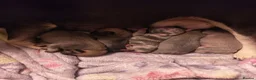 French Bulldog dogs for sale: Four Female French Bulldog Puppies  - Advert 7