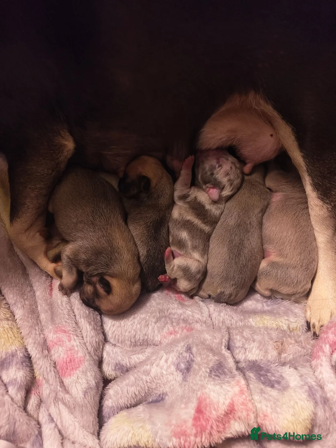 French Bulldog dogs for sale: Four Female French Bulldog Puppies  - Advert 7