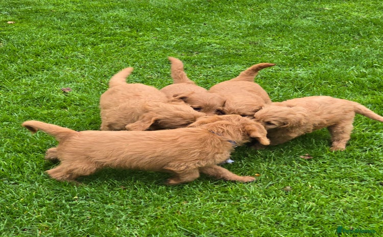 Labradoodle dogs - Advert 4