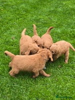 Labradoodle dogs - Advert 2