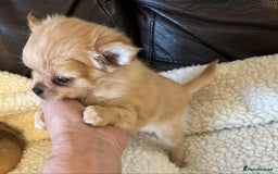 Chihuahua dogs for sale: Chihuahua long coat puppies ...only BOY left - Image 39