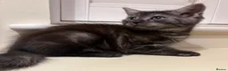 Mixed Breed cats for sale: 3 Dark grey mixed persian chinchilla kittens - Advert 19