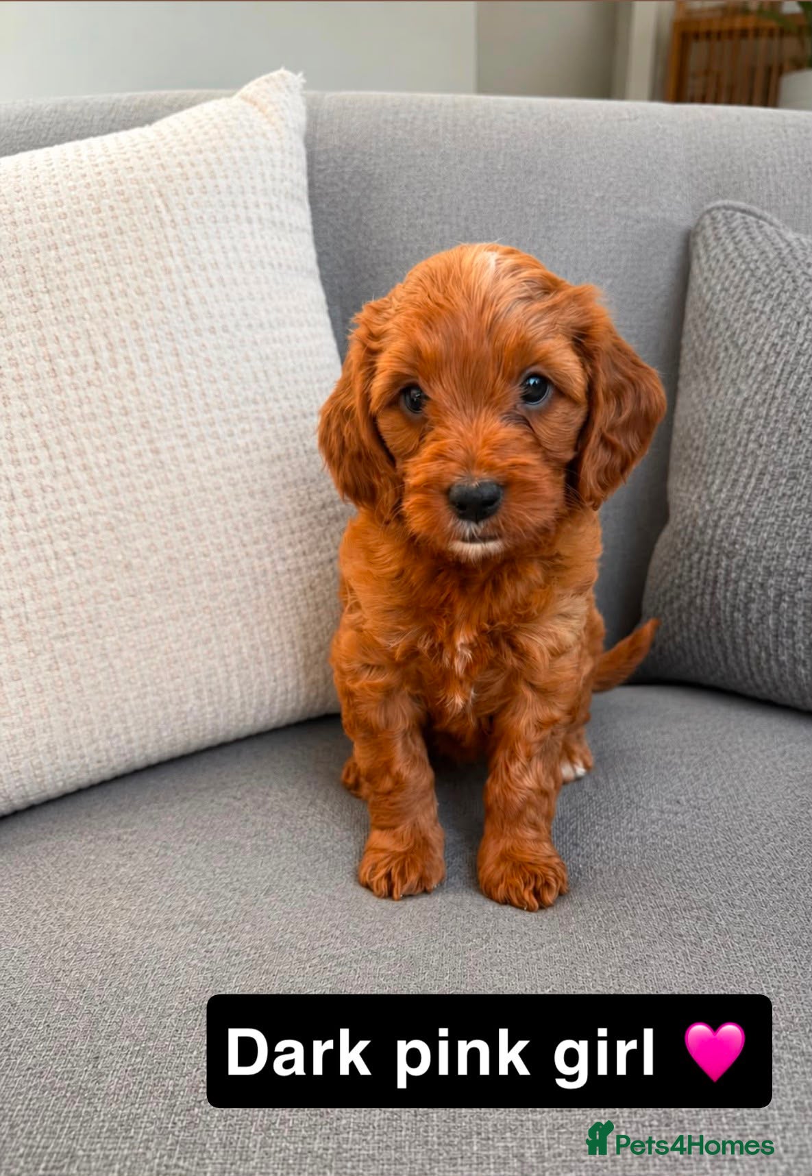 Cockapoo dogs 🐶✨F1 RED COCKERPOOS puppies 🐶✨ - Advert 2
