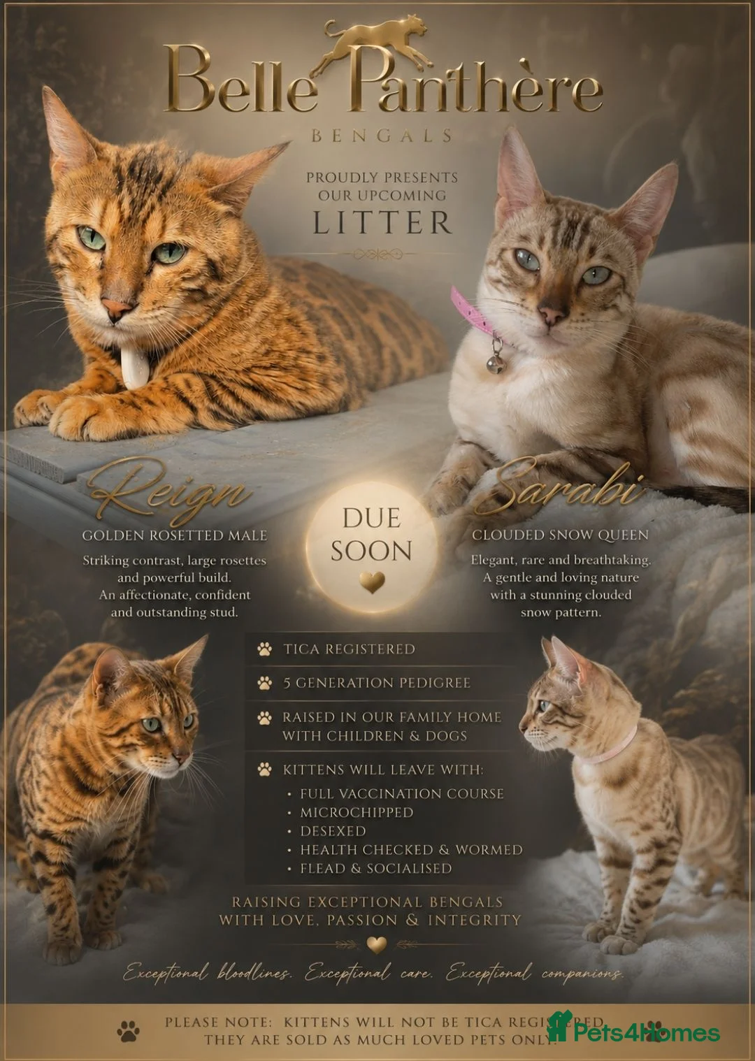 Bengal cats for sale: Exquisite Pedigree Bengal Kittens Waiting List - Advert 1