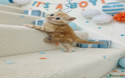 Scottish Fold cats for sale: Bundle of 11 Scottish fold Straight Ears Kittens - Image 2