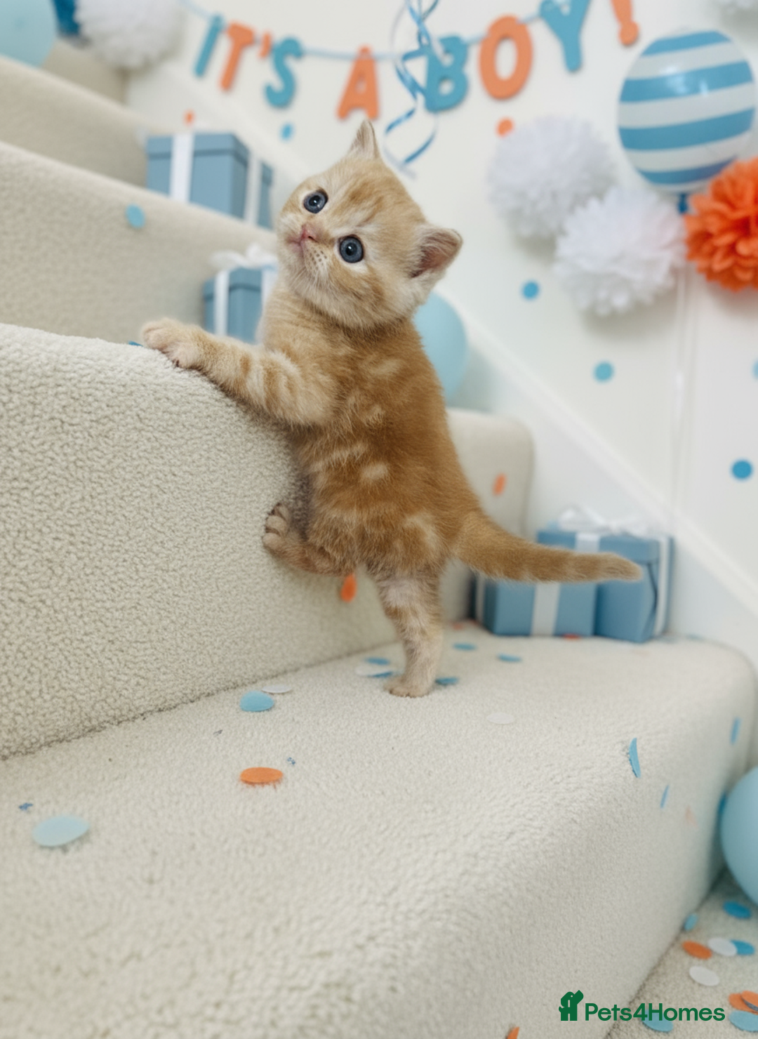 Scottish Fold cats for sale: Bundle of 11 Scottish fold Straight Ears Kittens - Image 2