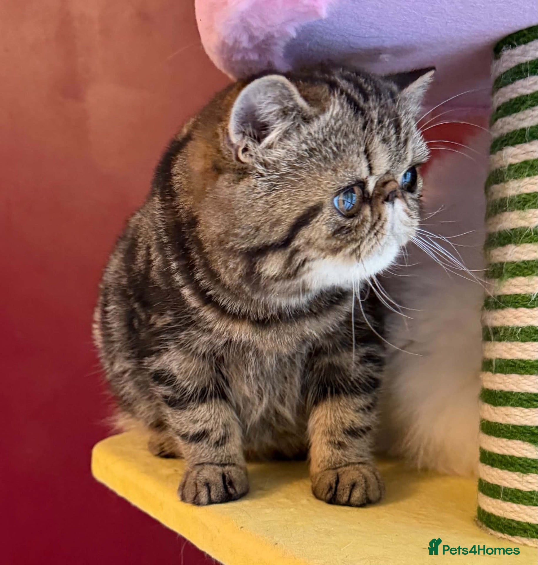 Exotic cats Tabby Exotic Baby - Advert 2