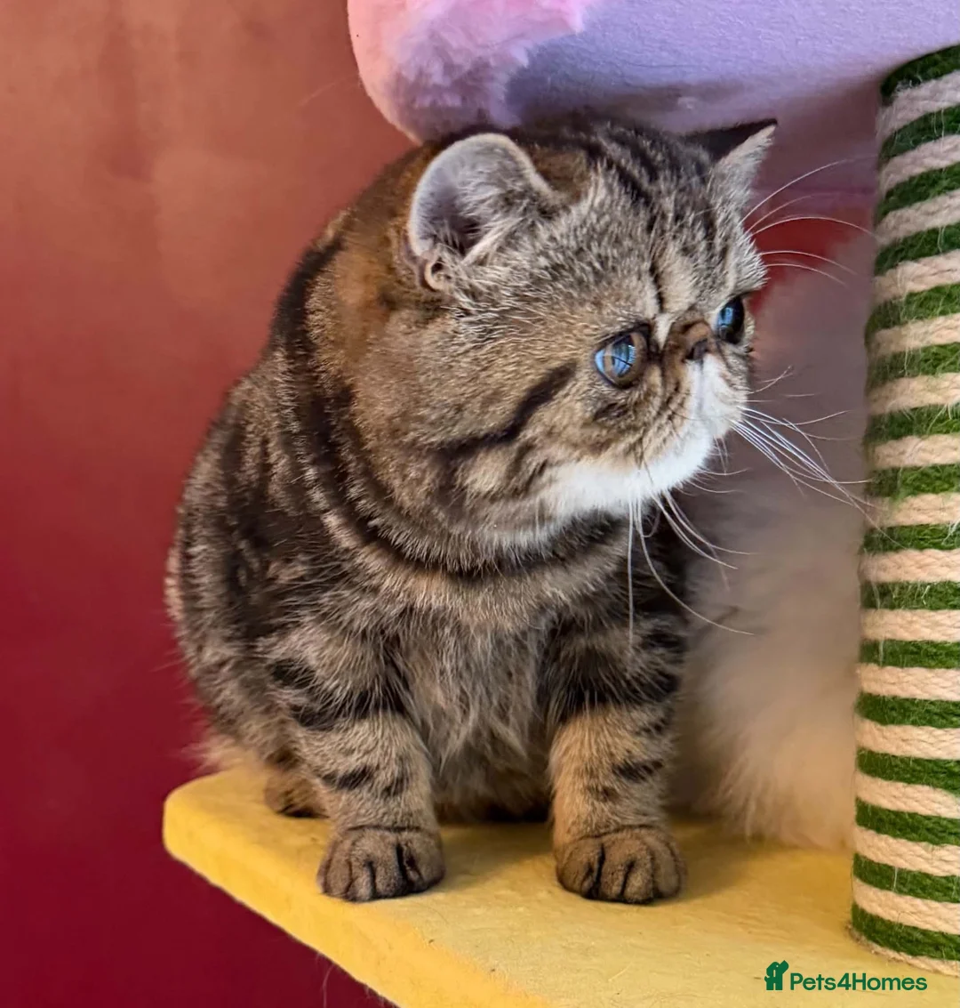 Exotic cats for sale: Tabby Exotic Baby - Advert 2