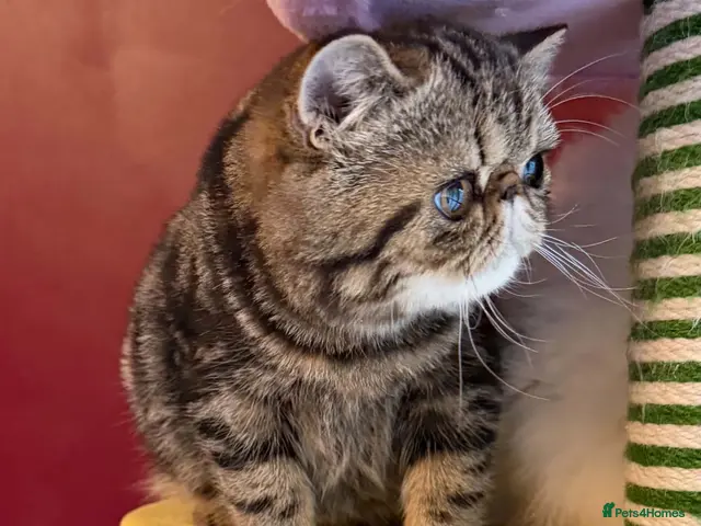 Exotic cats for sale: Tabby Exotic Baby - Advert 2