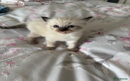 Ragdoll cats for sale: Purebred bluepoint ragdolls - Image 6