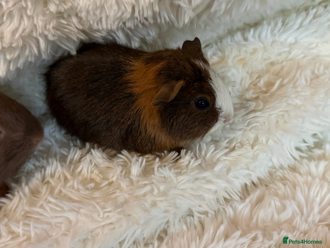 Guinea Pig rodents for sale: Baby Guinea pigs  - Advert 3