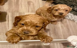 Cockapoo dogs for sale: Yankee doodles cockapoos  - Advert 5