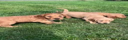 Cocker Spaniel dogs for sale: Cocker spaniel pups  in Enniskillen - Advert 4