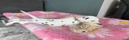Dalmatian dogs for sale: 4 KC registered looking for their forever home in Livingston - Advert 4