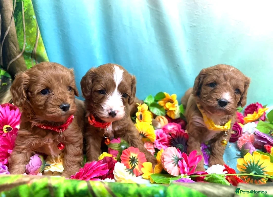 Cavapoo dogs for sale: Hypoallergenic F1 type Cavapoo Pups(Dad PRA Clear) - Advert 1