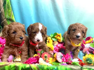 Cavapoo dogs Hypoallergenic F1 type Cavapoo Pups(Dad PRA Clear) - Advert 5