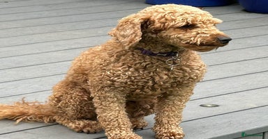 Miniature Poodle dogs - Advert 3