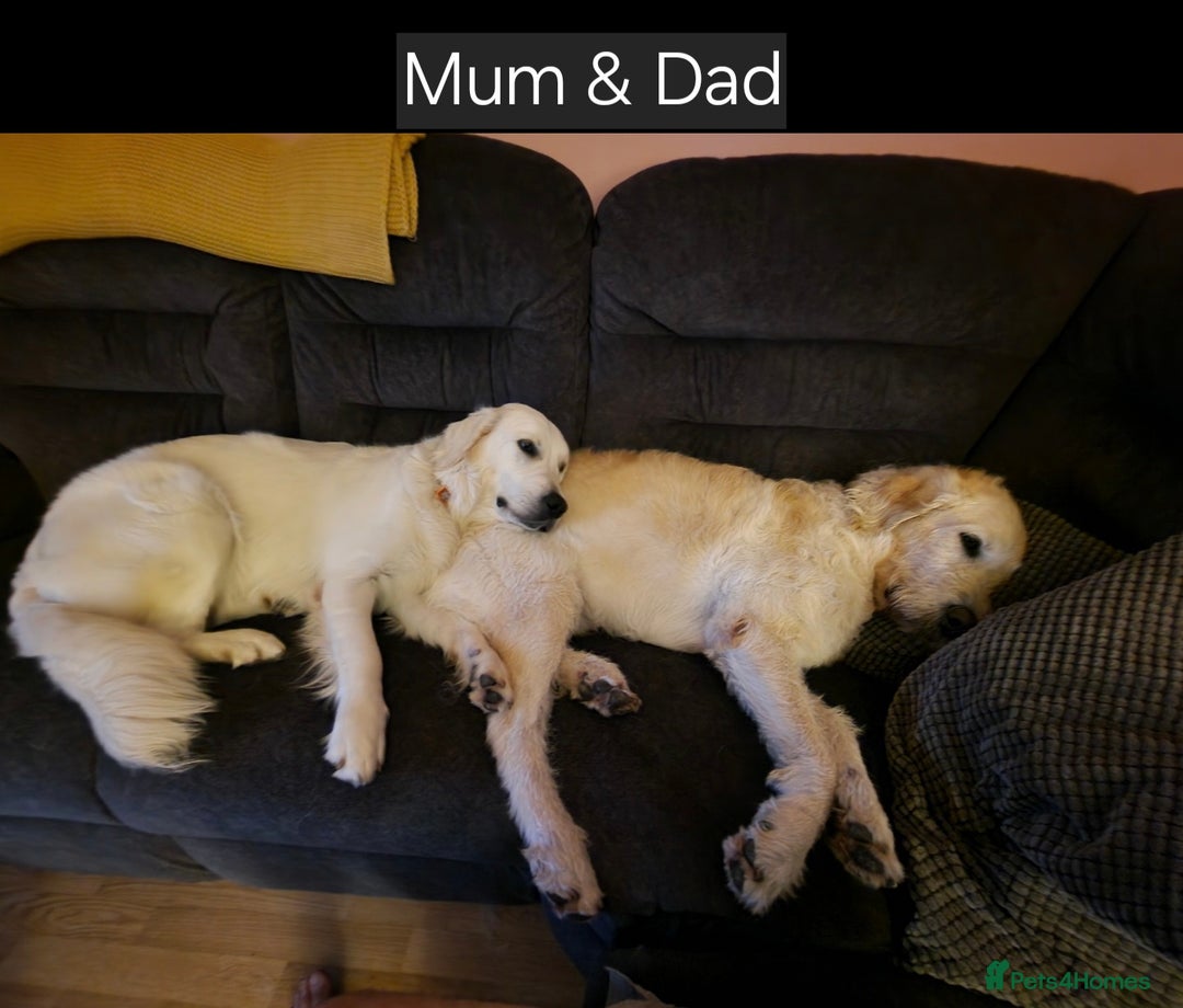 Goldendoodle dogs for sale: Goldendoodle retriever  - Image 21