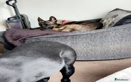 Mixed Breed dogs for sale: 1 belgian shepherd and 1 Sheprador - Image 8