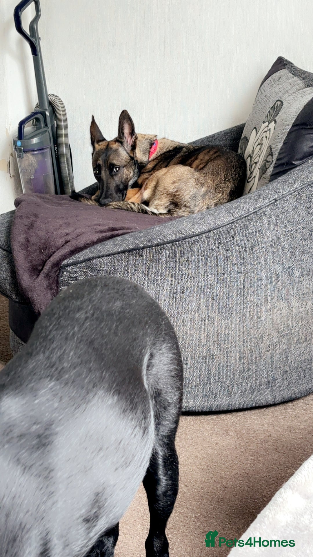 Mixed Breed dogs for sale: 1 belgian shepherd and 1 Sheprador - Image 8