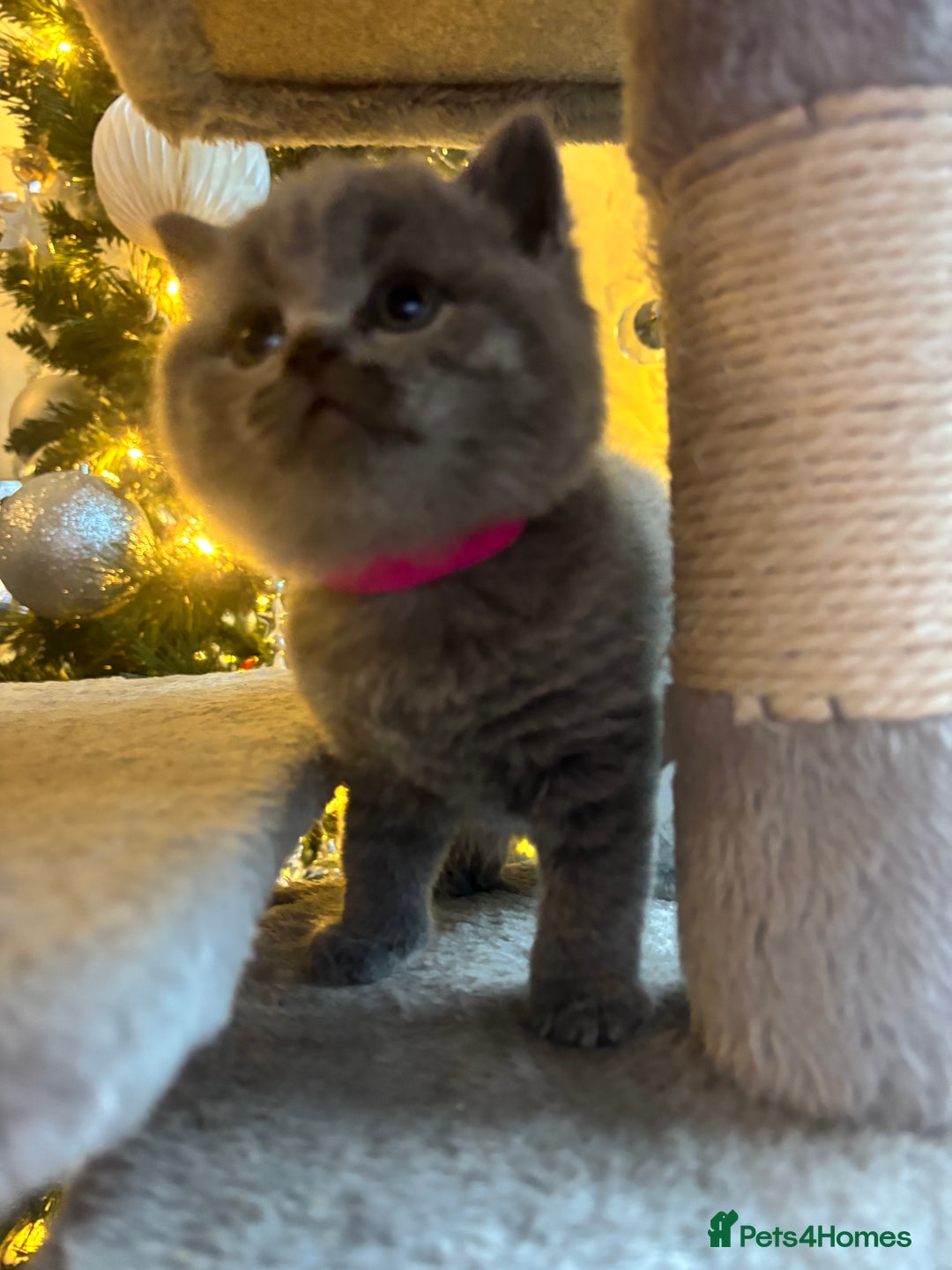 British Shorthair cats for sale: British Shorthair kittens  - Advert 12