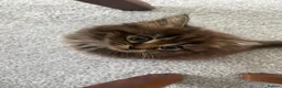 Mixed Breed cats for sale: Cute kittens - Advert 8