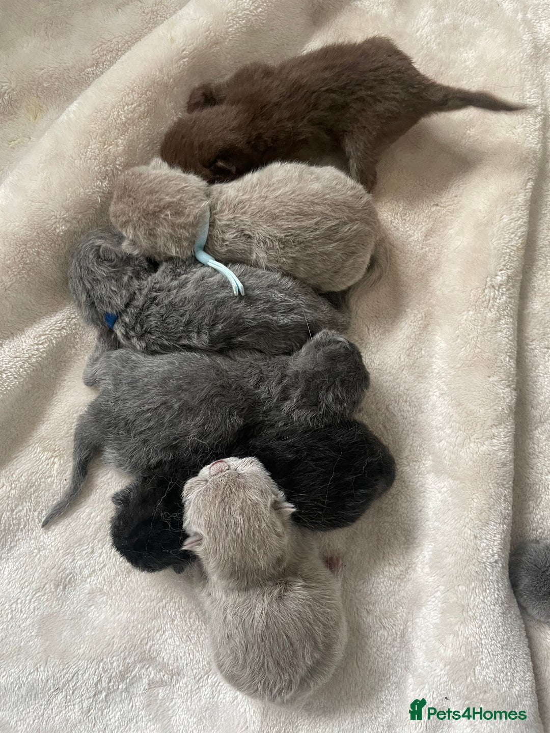 British Shorthair cats for stud: 🔥🐻 GCCF TICA  CINNAMON TEDDY BEAR FOR STUD🔥 in Derby - Advert 4