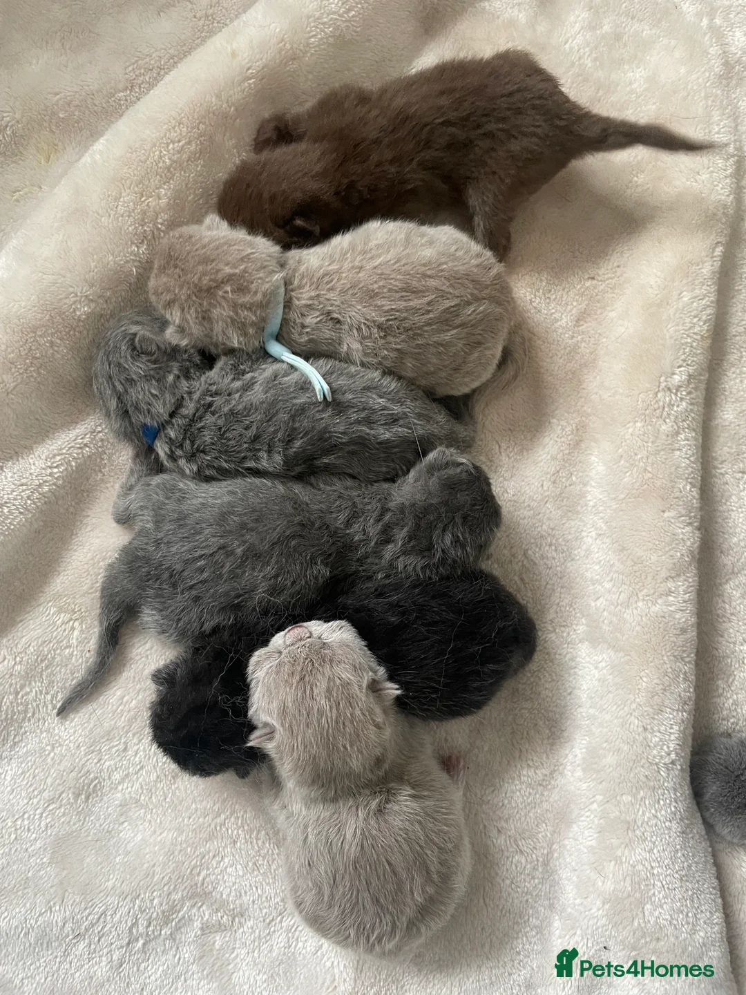 British Shorthair cats for stud: 🔥🐻 GCCF TICA  CINNAMON TEDDY BEAR FOR STUD🔥 in Derby - Advert 4