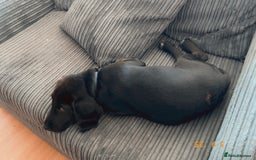 Mixed Breed dogs for sale: Beagledor - Image 4