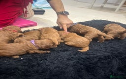 Cavapoo dogs for sale: 7 gorgeous F1b Cavapoo Puppies (4 girls & 3 boys)  - Image 20
