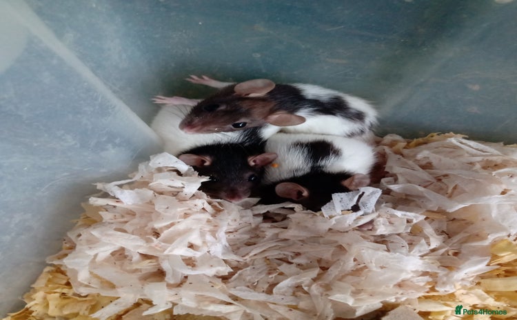 Rat rodents Darwf rats 3  females available  - Advert 11