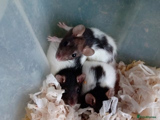 Rat rodents Darwf rats 3 females available - Advert 13