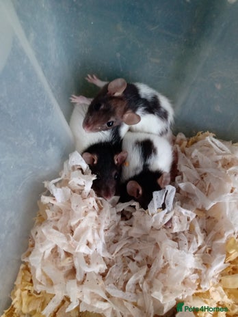 Rat rodents Darwf rats 3 females available - Advert 11