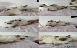 Ragdoll cats for sale: Beautiful ragdoll kittens  - Image 13