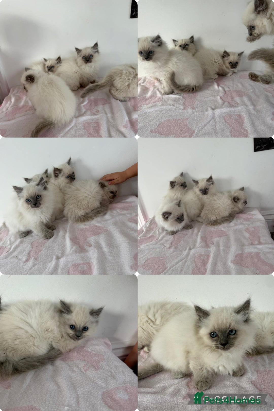 Ragdoll cats for sale: Beautiful ragdoll kittens  - Image 13