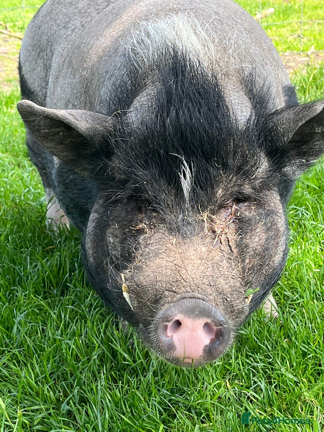 Pig livestock for sale: Re home Kune Kune and pot belly cross - Advert 4
