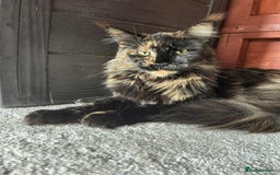 Maine Coon cats for sale: 💖 Maine Coon Kitten Boy Looking for a new home  - Image 5