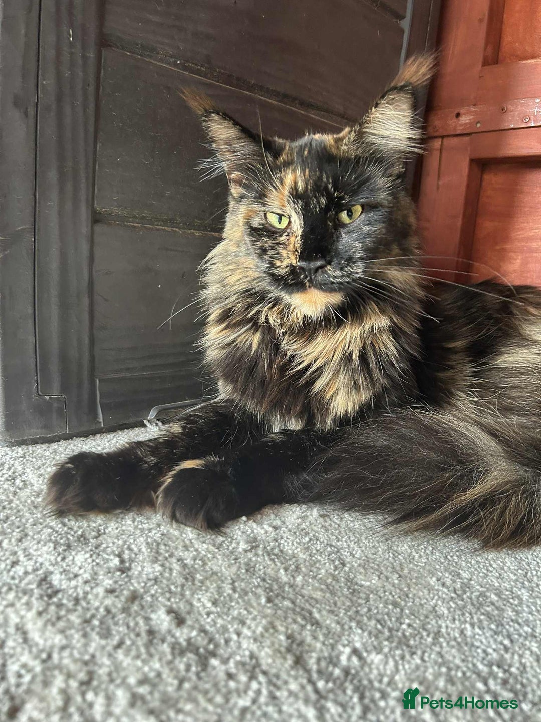 Maine Coon cats for sale: 💖 Maine Coon Kitten Boy Looking for a new home  - Image 5