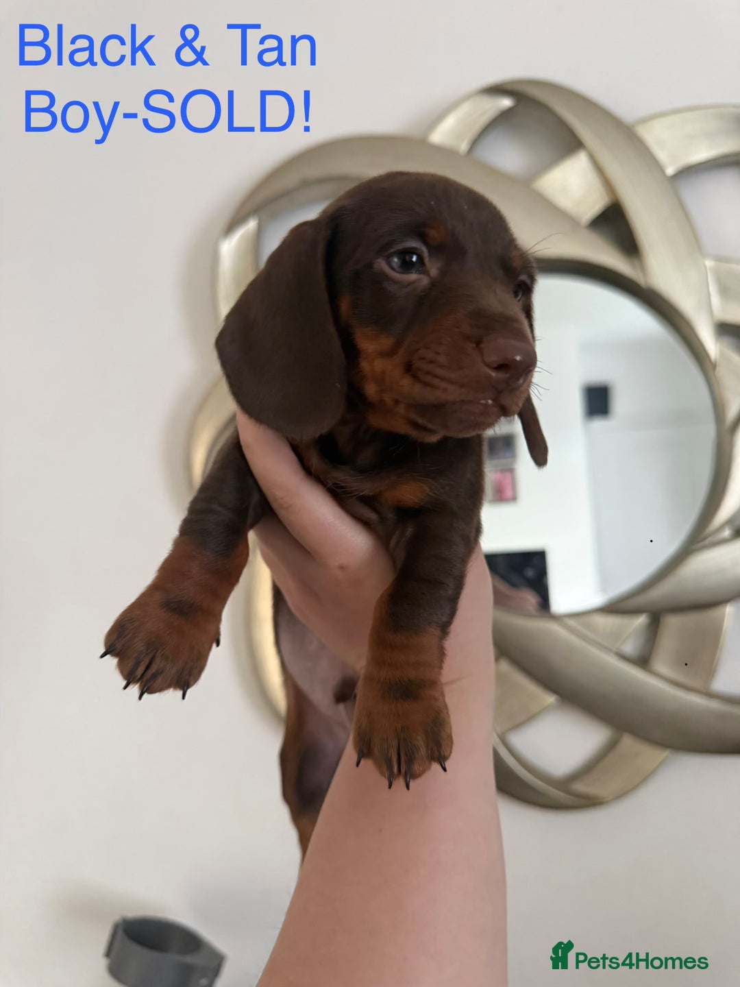 Miniature Dachshund dogs for sale: Miniature Dachshund puppies for sale     - Image 10