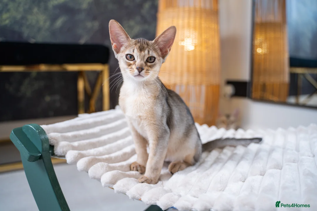 Abyssinian cats for sale: Bonbon – Ready Now | Exceptional Silver Abyssinian - Advert 1