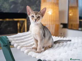 Abyssinian cats for sale: Bonbon – Ready Now | Exceptional Silver Abyssinian - Advert 2