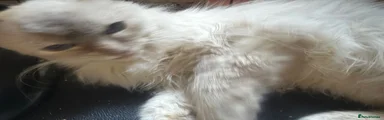 Ragdoll 4