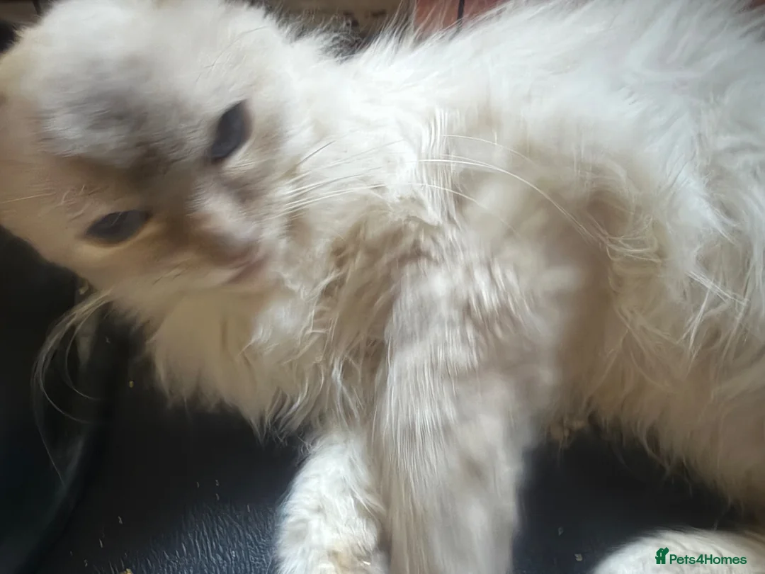 Ragdoll cats for sale: Ragdolls Mum & Babies 10 weeks sepia flame 10 wks - Advert 2