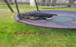 Shorkie dogs for sale: 4 beautiful shorkie pups fully vaccinated  - Image 7