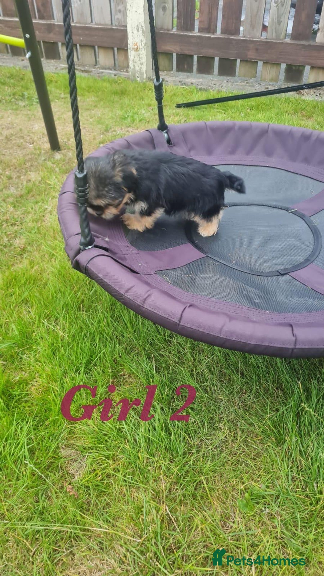 Shorkie dogs for sale: 4 beautiful shorkie pups fully vaccinated  - Image 7